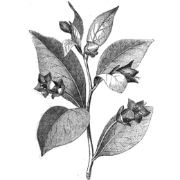 nightshade_icon – Karen & the Sorrows